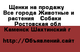 Щенки на продажу - Все города Животные и растения » Собаки   . Ростовская обл.,Каменск-Шахтинский г.